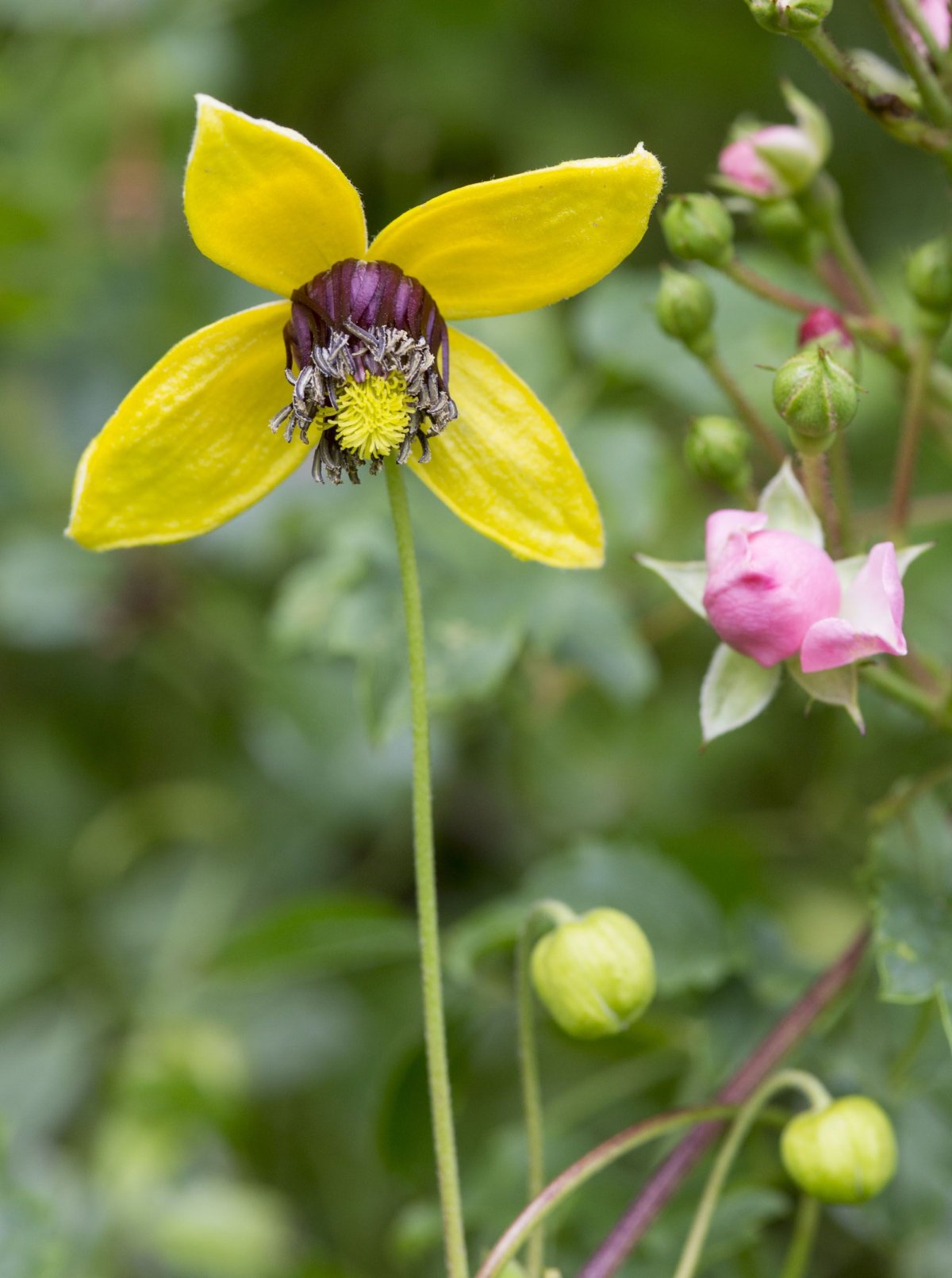 Clematis tangutica Golden Tiara