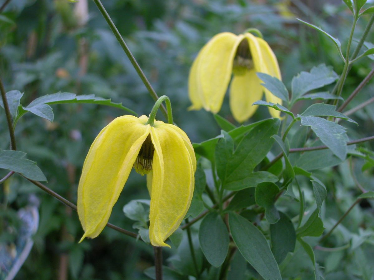 Клематис тангутский (Clematis tangutica)
