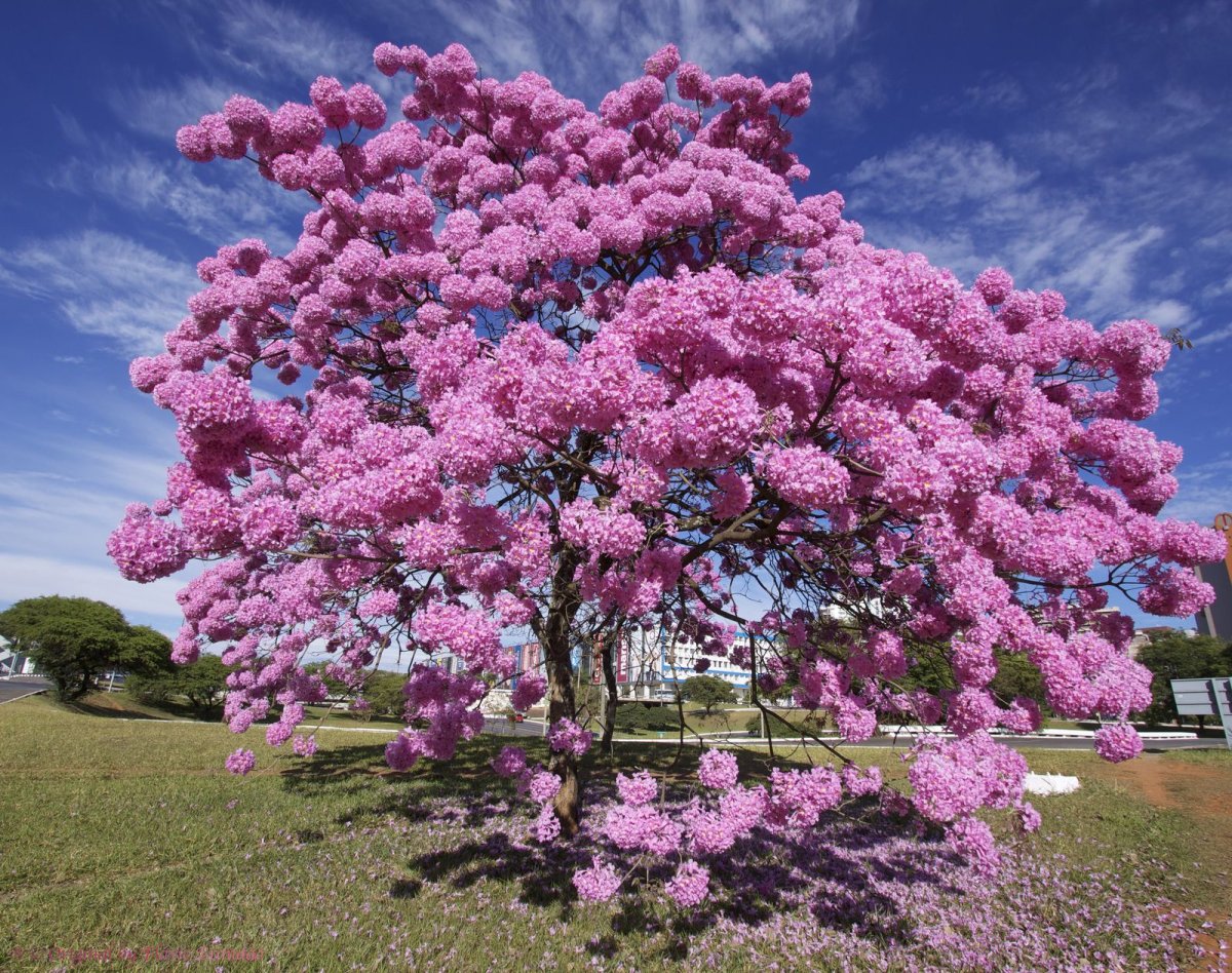 Муравьиное дерево (Tabebuia impetiginosa)табебуйя