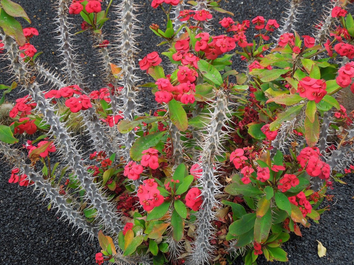 Молочай миля Euphorbia