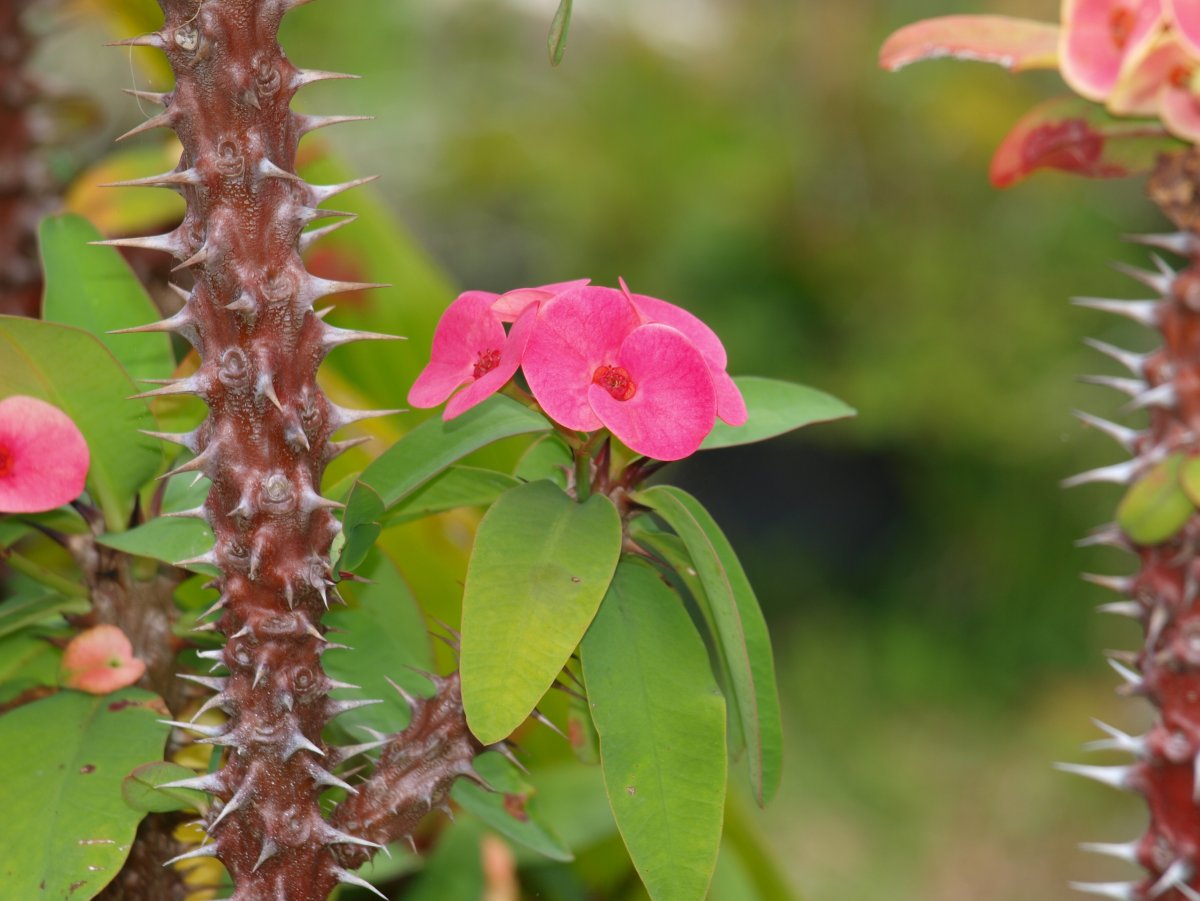 Растение с колючками и розовыми цветами