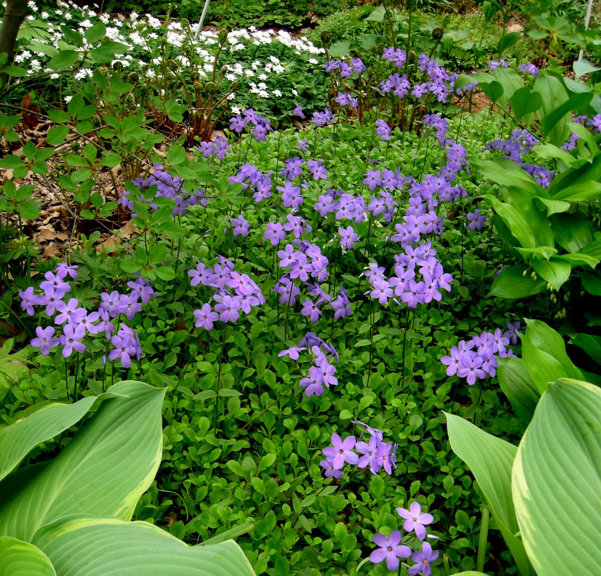 Флокс столоносный purpurea