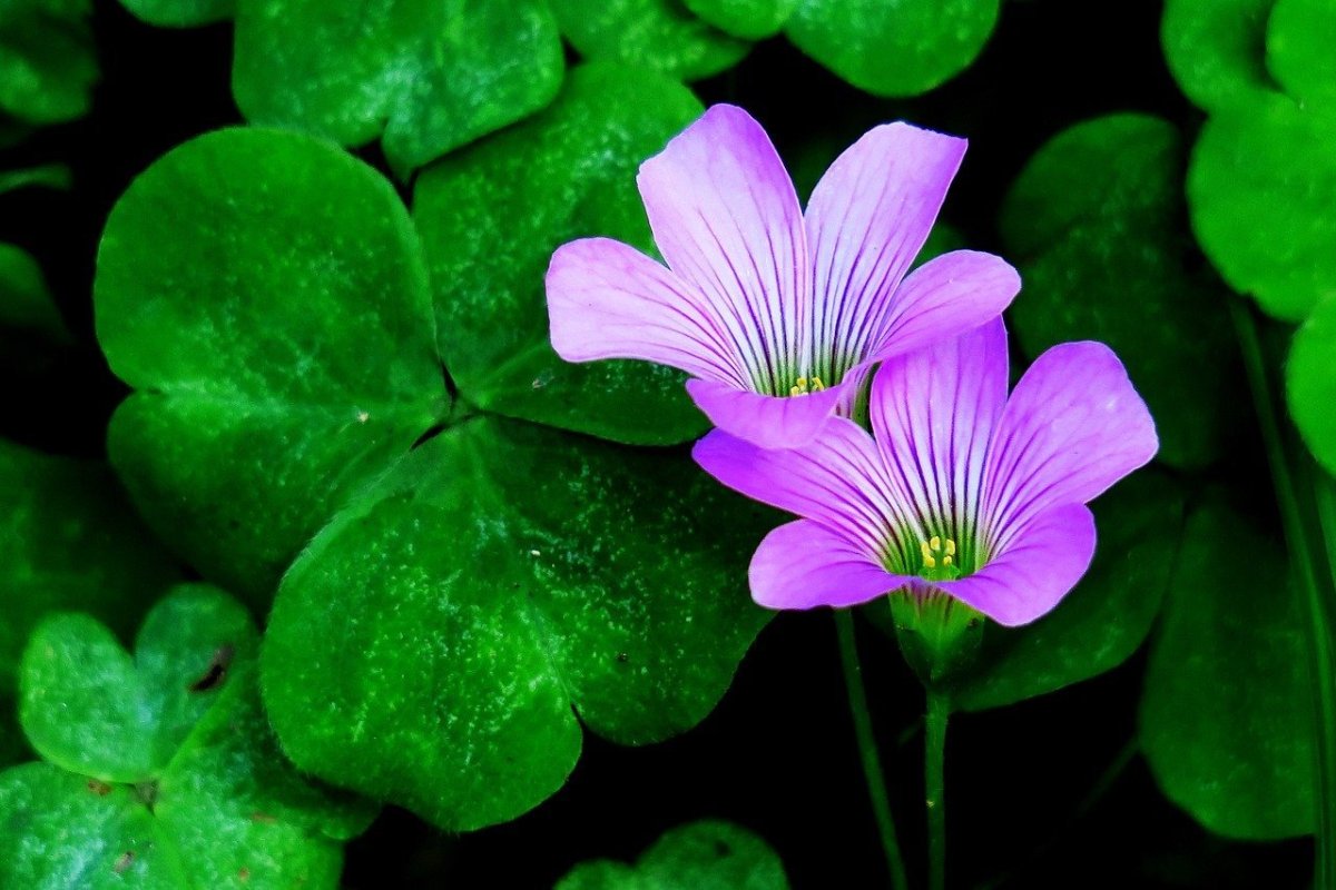 Растение Shamrock