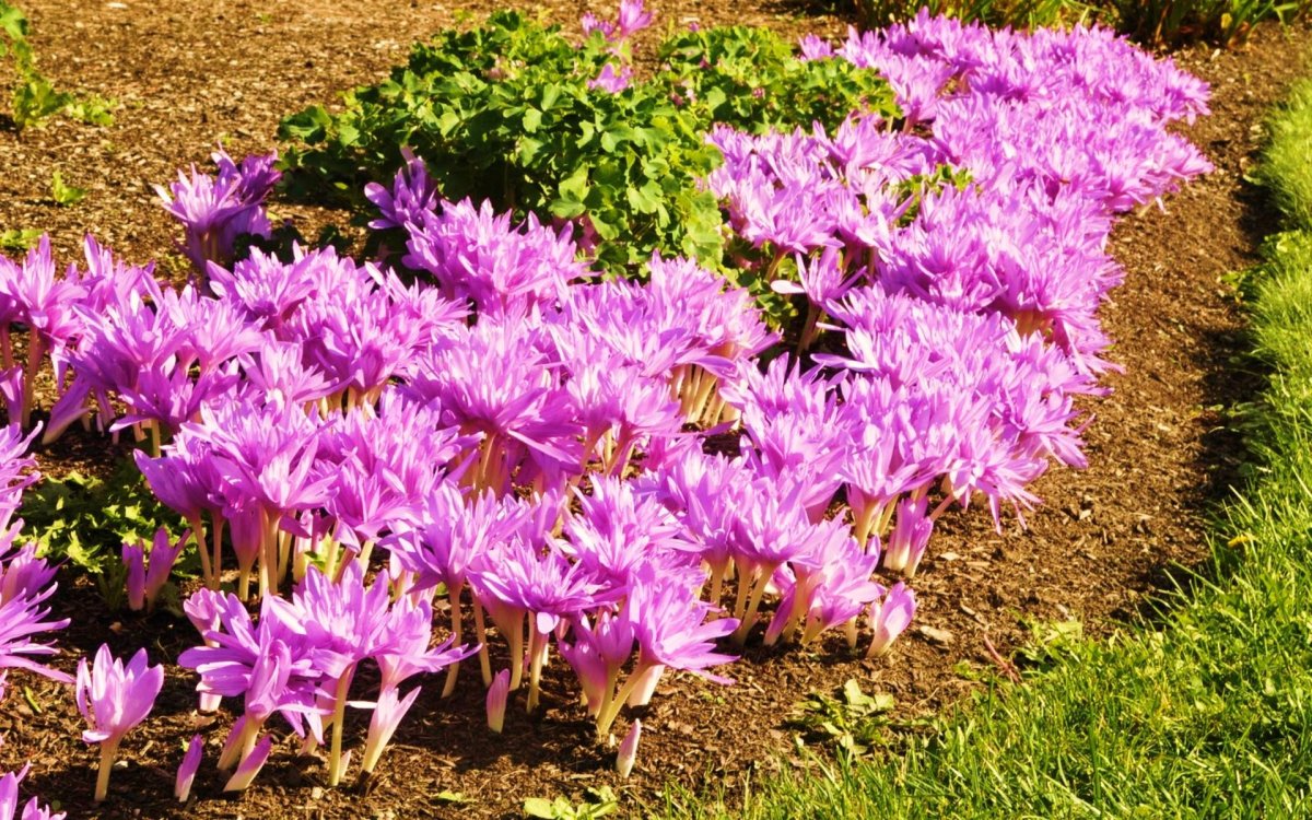 Безвременник Pleniflorum