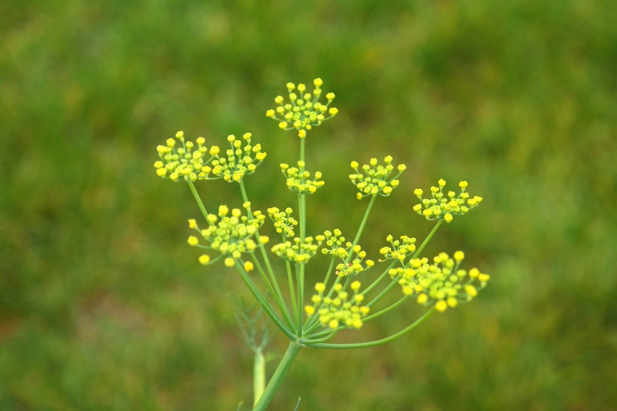 Зонтичное растение с желтыми цветами