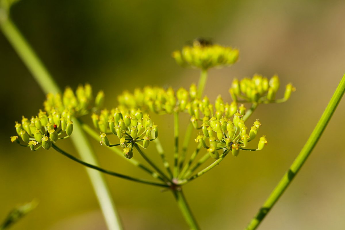 Пастернак посевной (pastinaca Sylvestris)