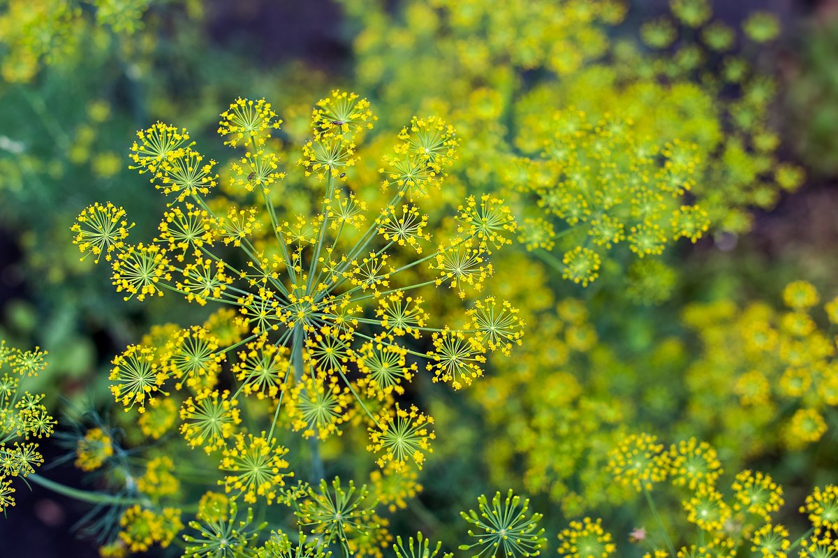 Anethum graveolens