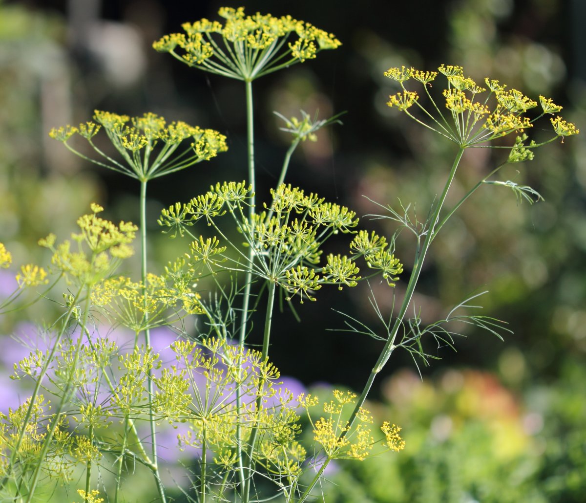 Укроп пахучий - Anethum graveolens