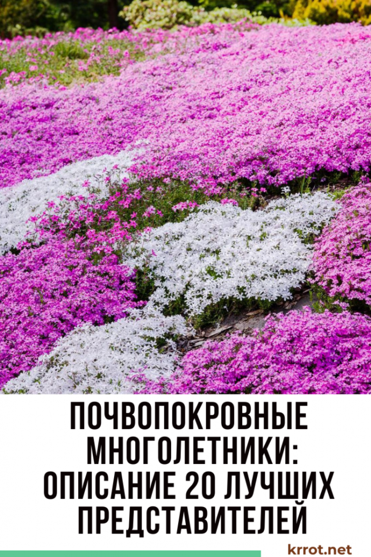 Флоксы стелющиеся многолетние