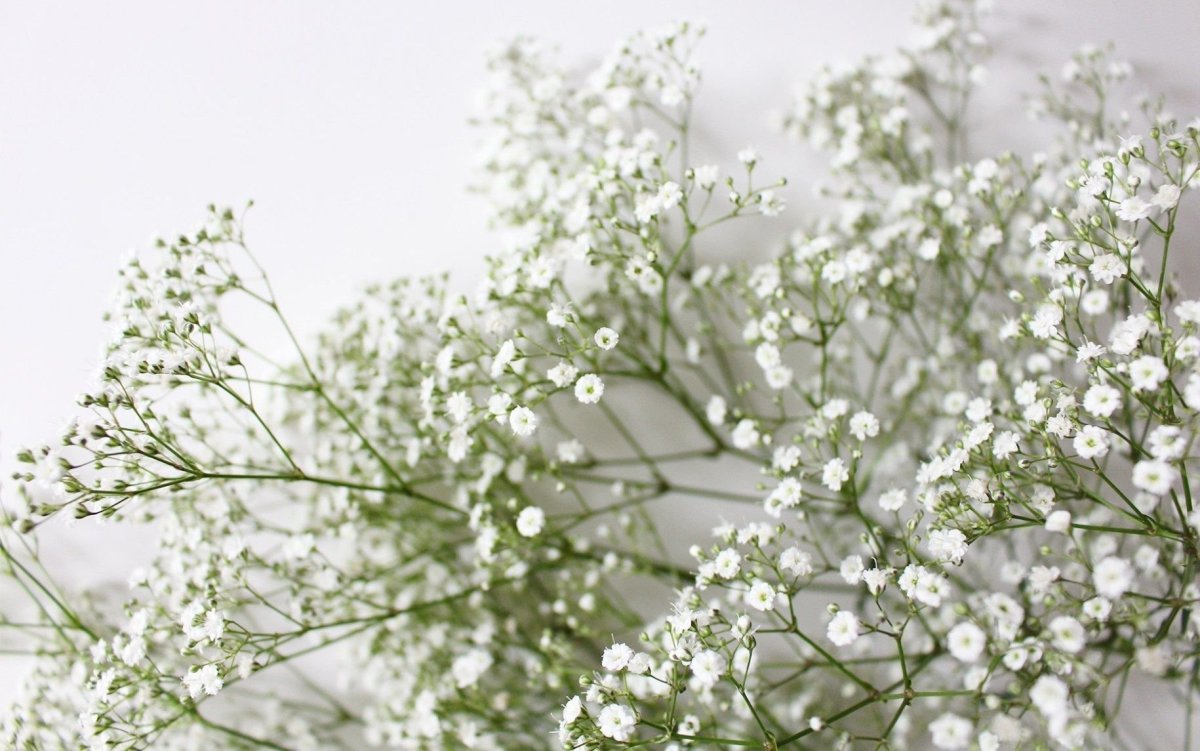 Цветы с мелкими белыми цветочками