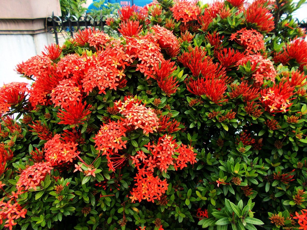 Куст Ixora coccinea