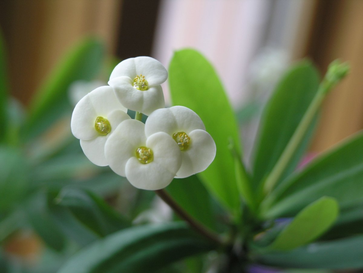 Комнатный цветок с белыми мелкими цветами