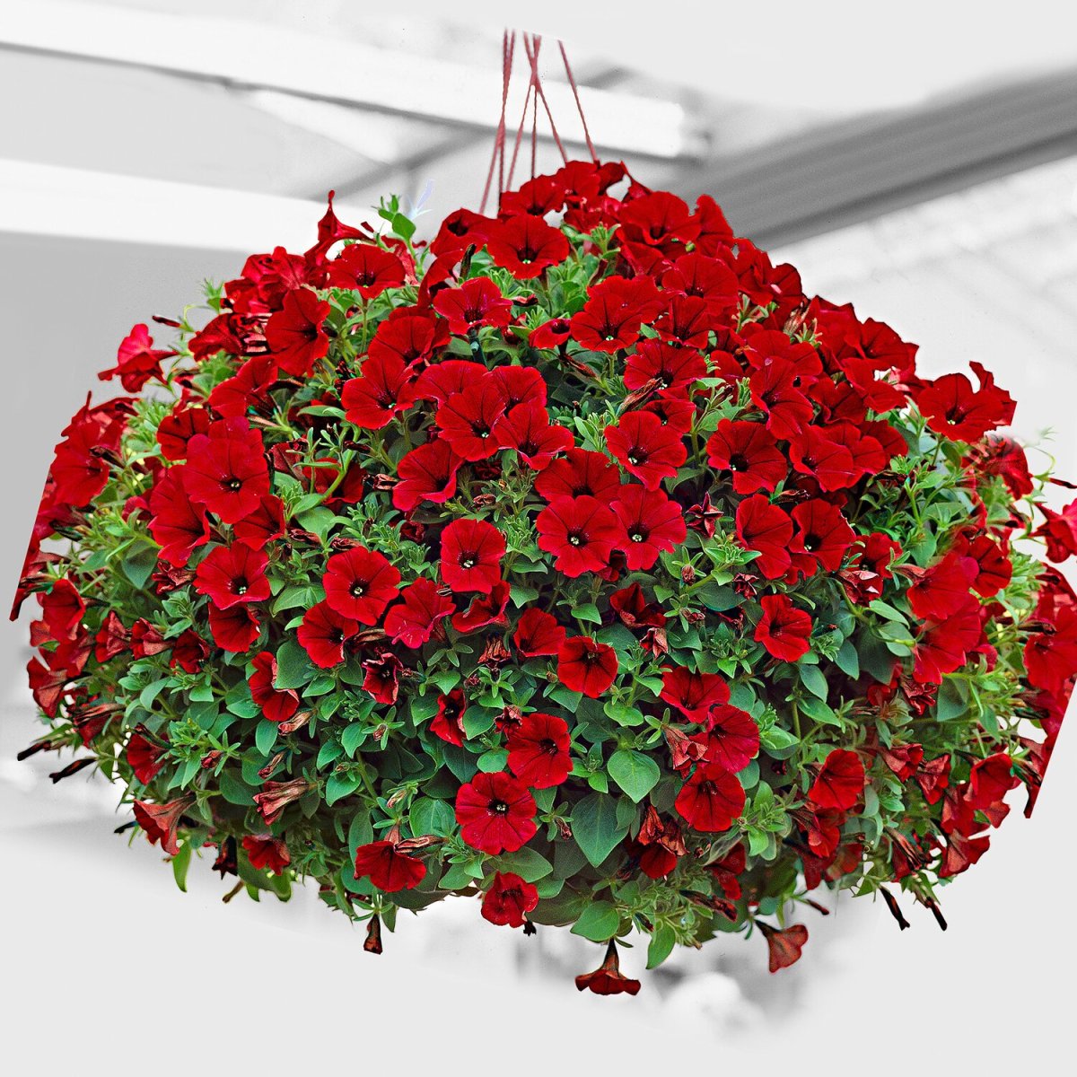 Петуния Veranda Scarlet