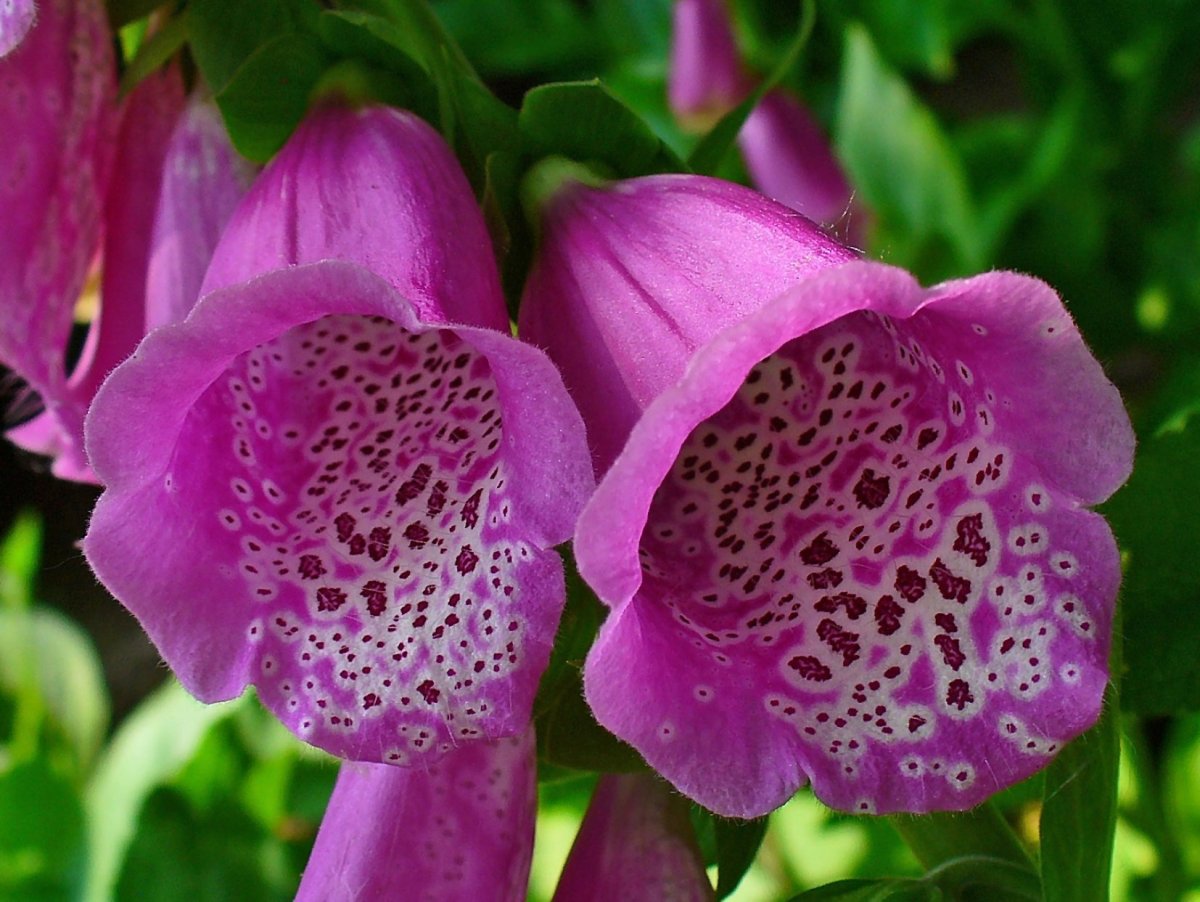 Наперстянка пурпурная (purpurea)