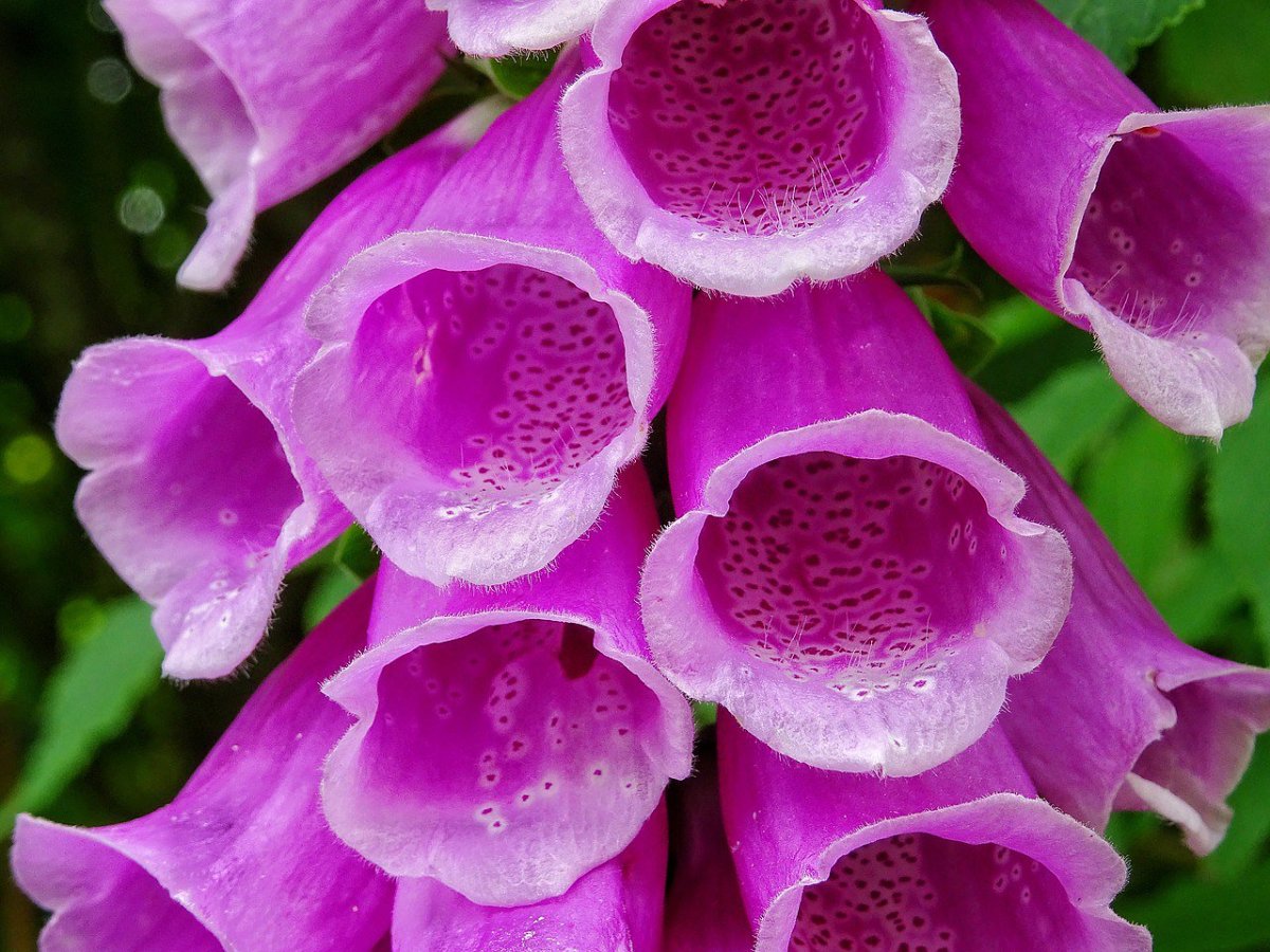 Наперстянка 'Dalmatin Purple'