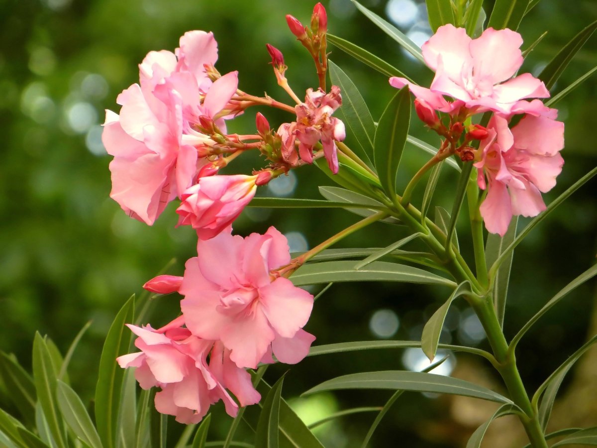 Олеандр (Nerium Oleander)