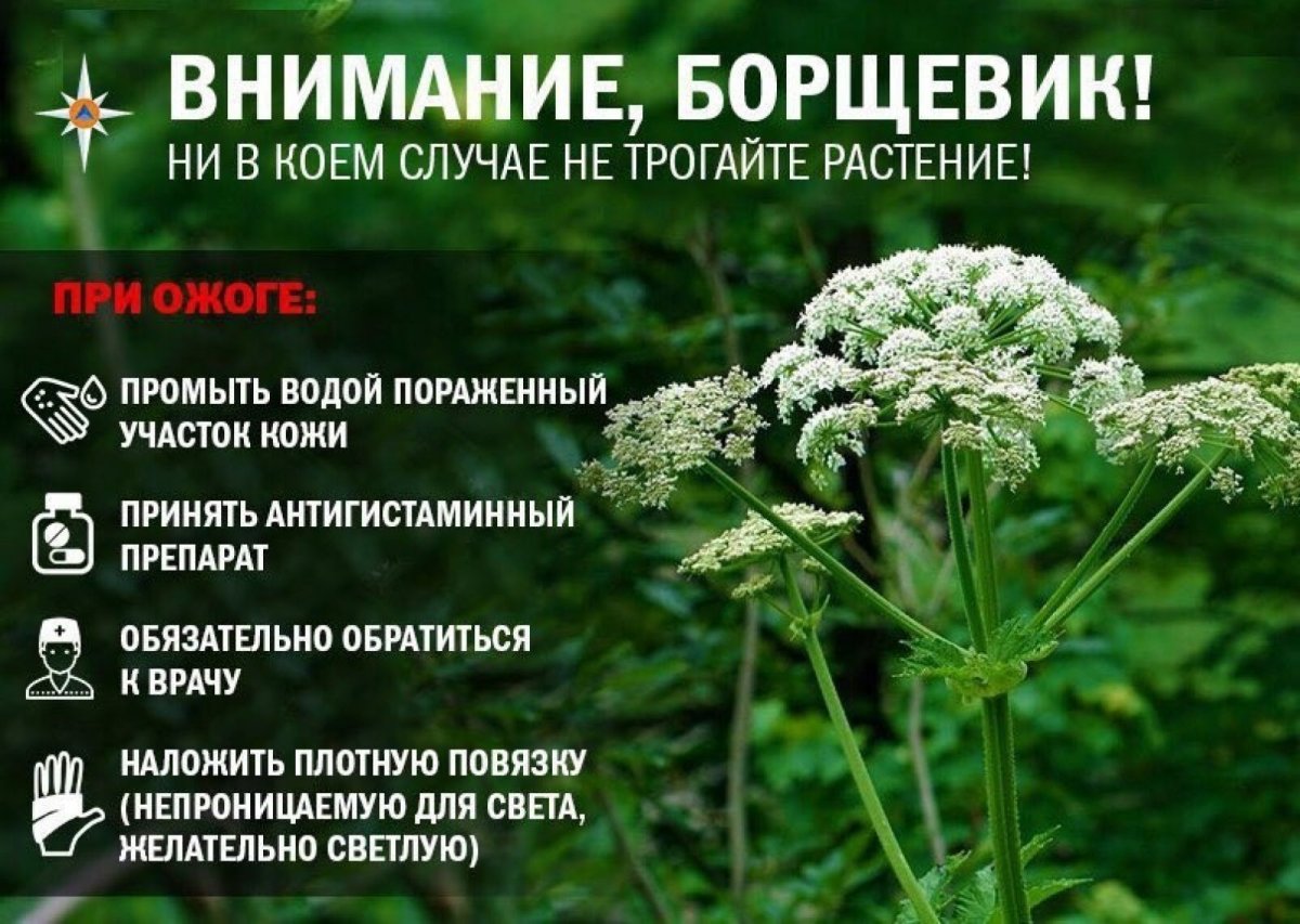 Памятка борщевик Сосновского