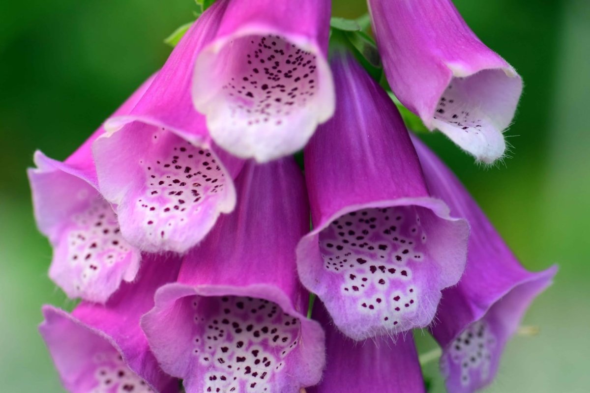 Digitalis purpurea l. наперстянка пурпурная