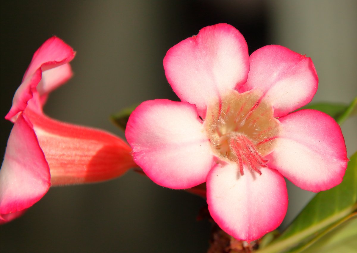 Lovely Pink Адениум