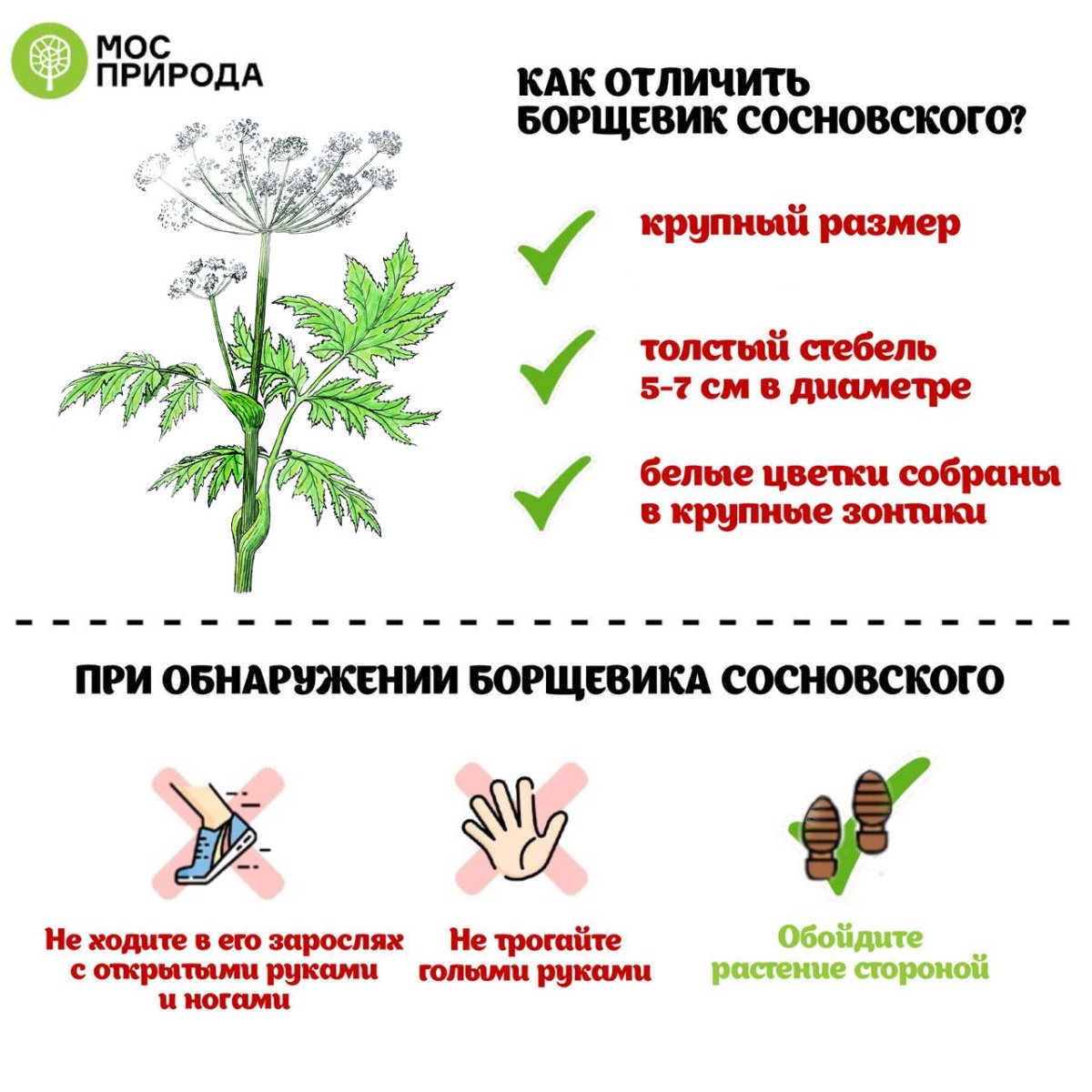 Борщевик ядовитые части