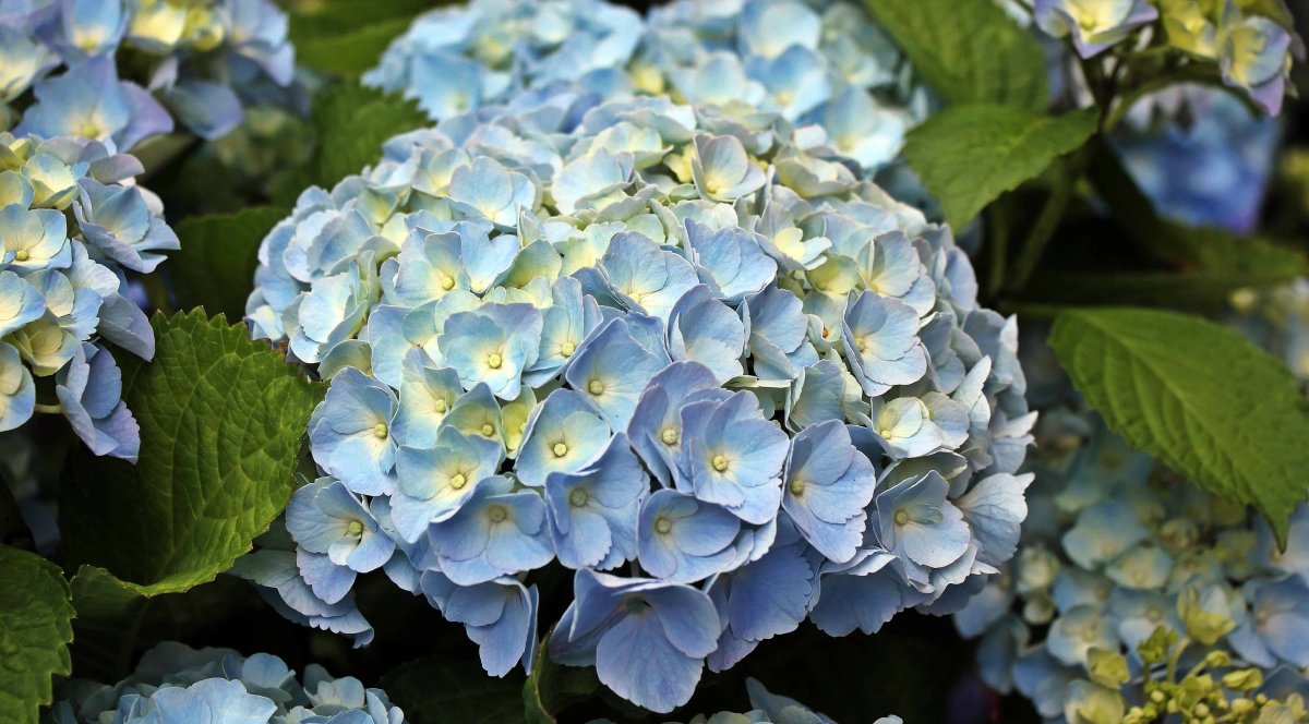 Гортензия Doris Blue