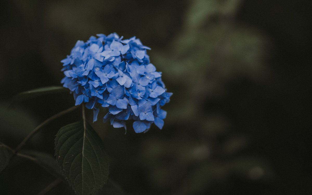 Гидрангея Pimpernel