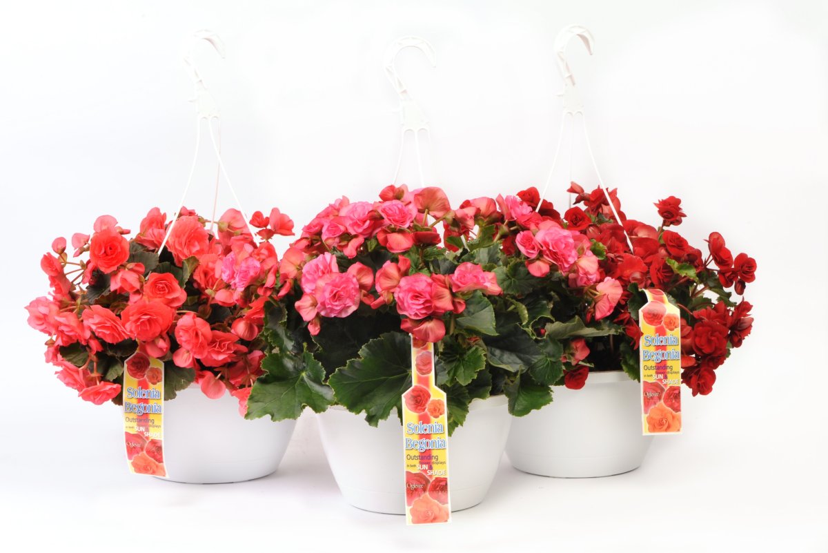 Бегония Begonia elatior Solenia Red*
