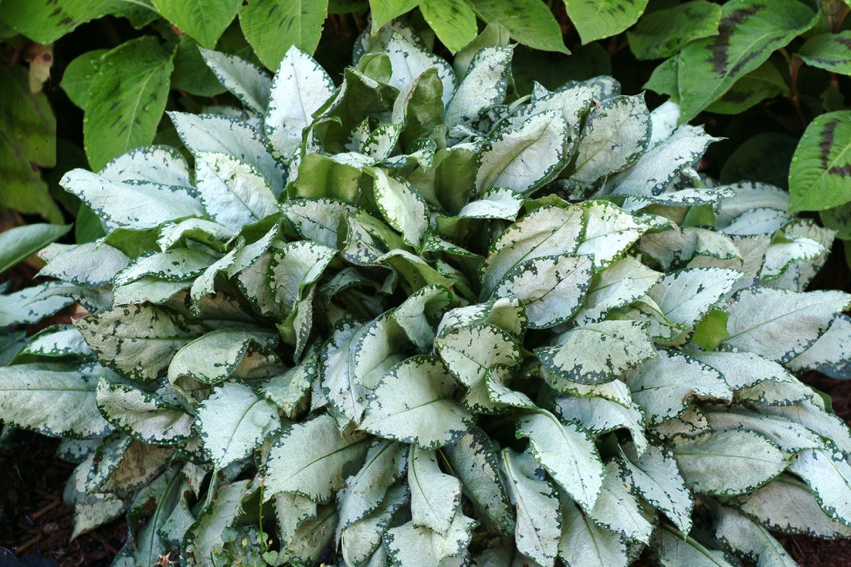 Медуница Pulmonaria moonshine