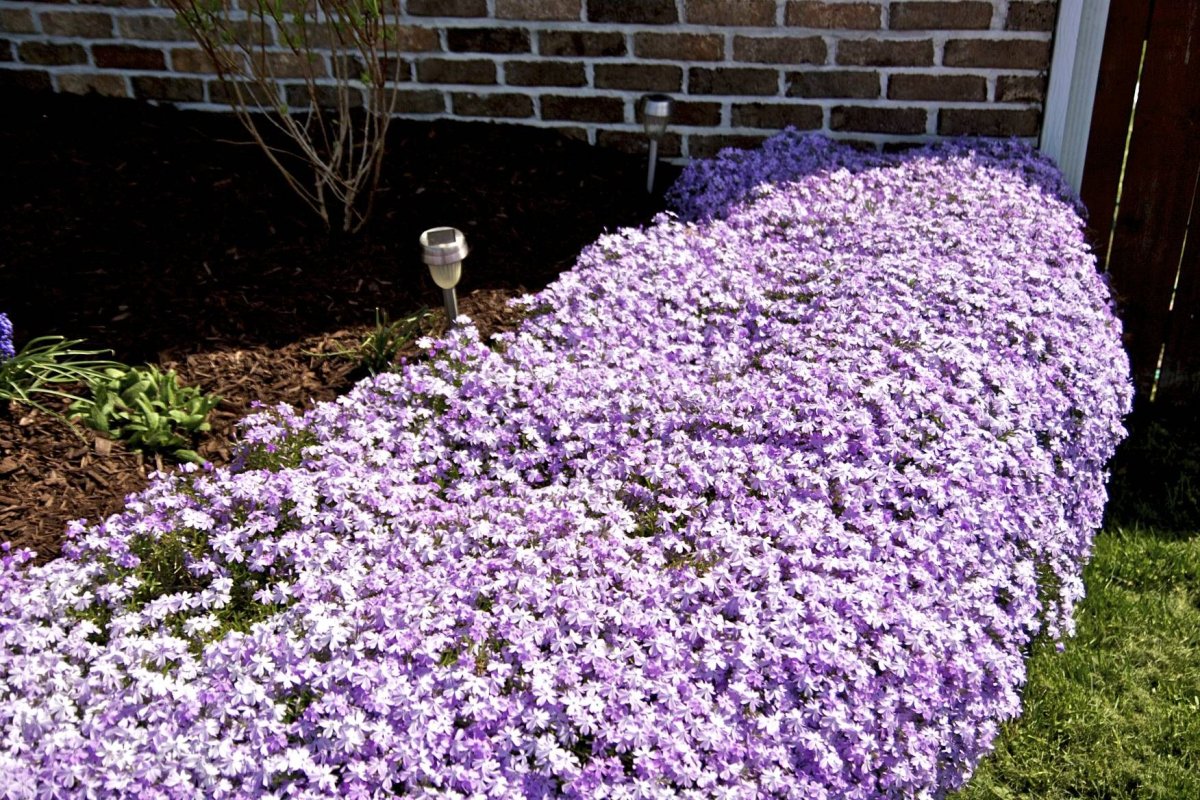 Флокс early Spring Purple