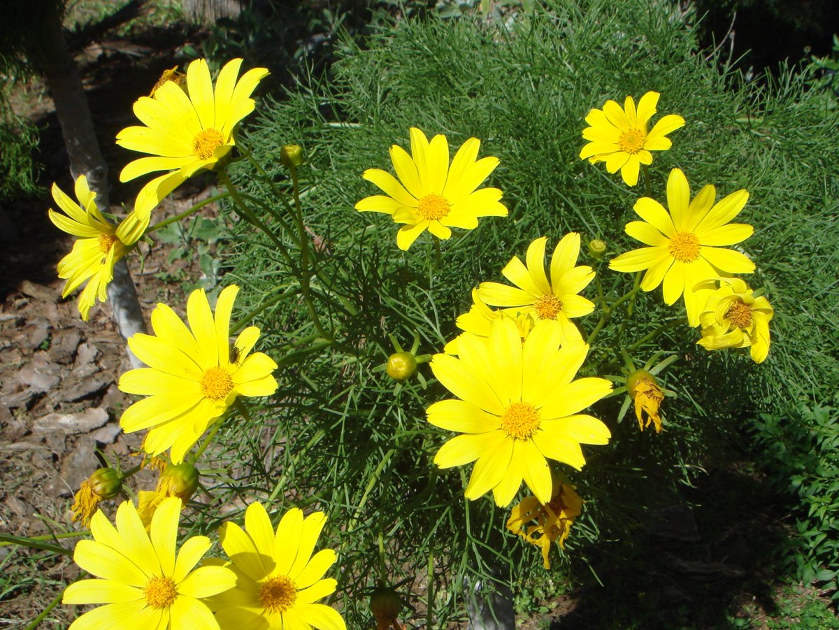 Coreopsis gigantea