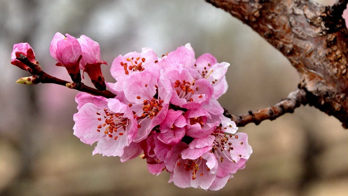 Apricot Flower Blooming