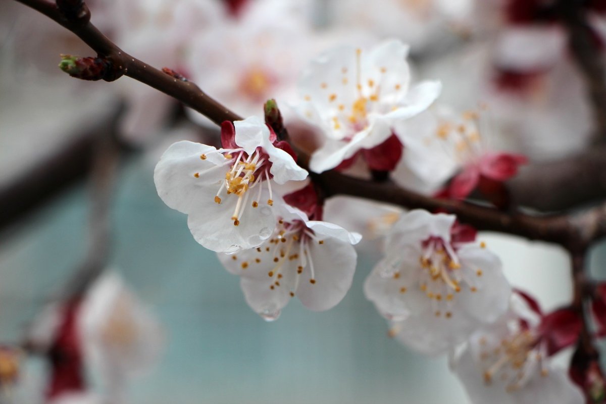 Apricot Tree with Flower