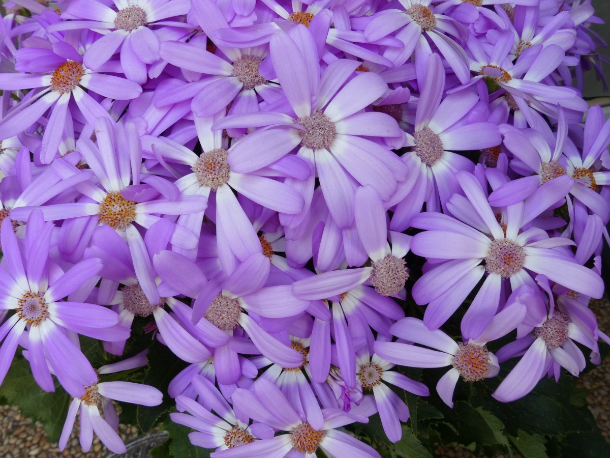 Aster Purple Diamond