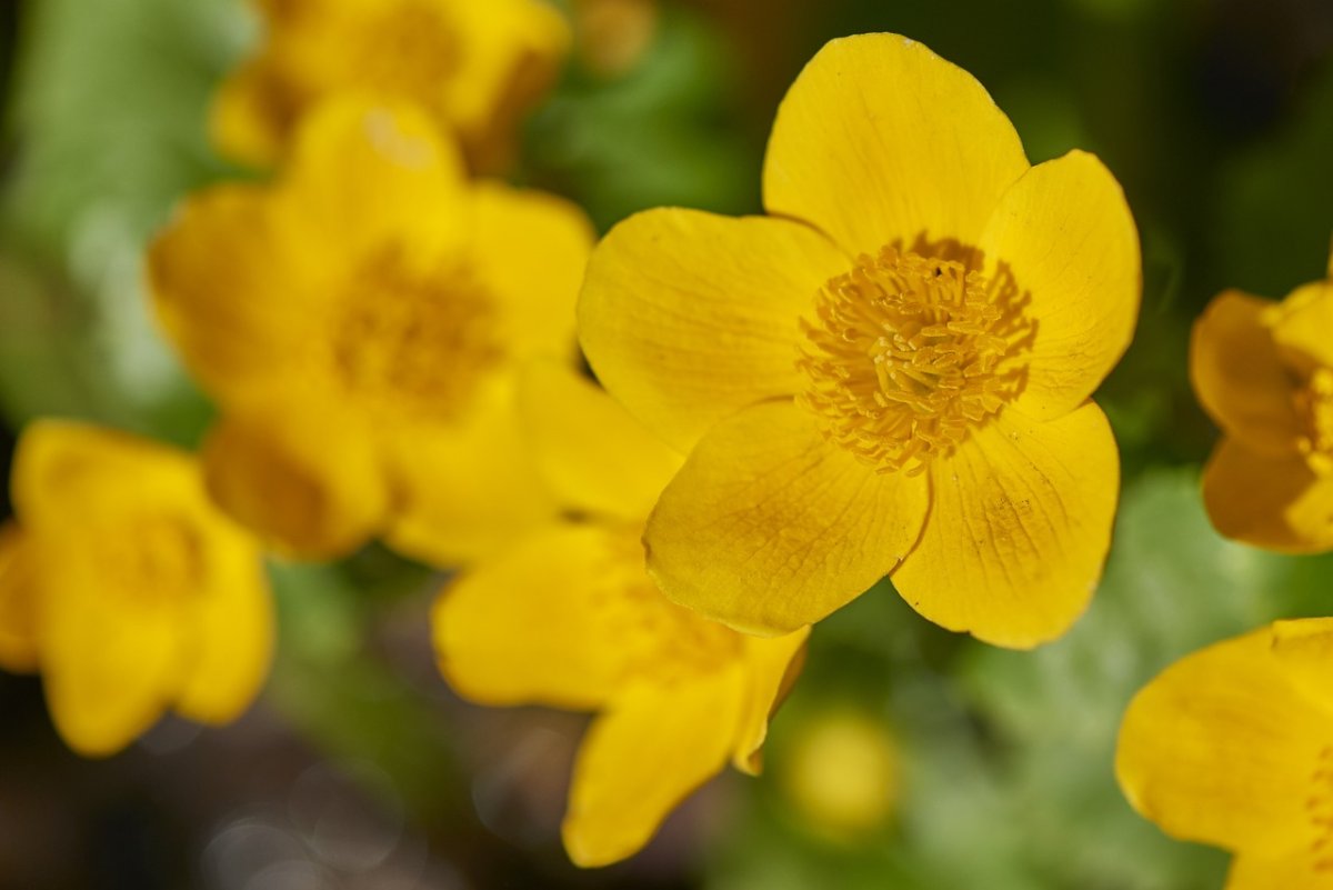 Цветок с желтыми маленькими цветами