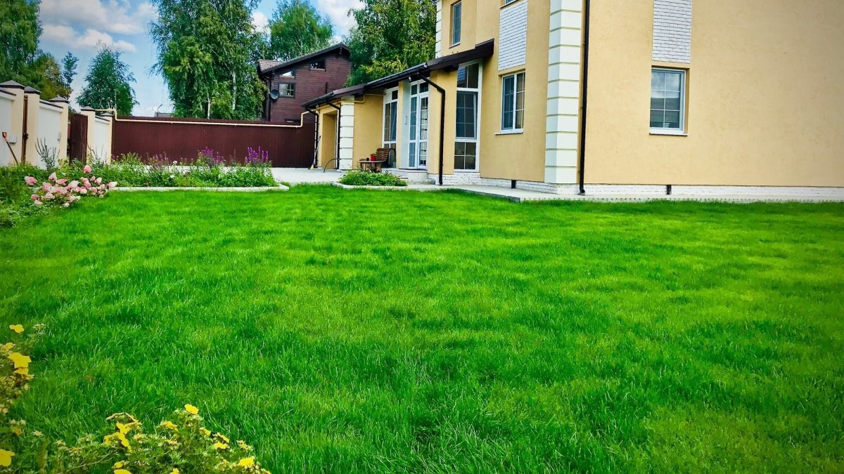 Красивый газон