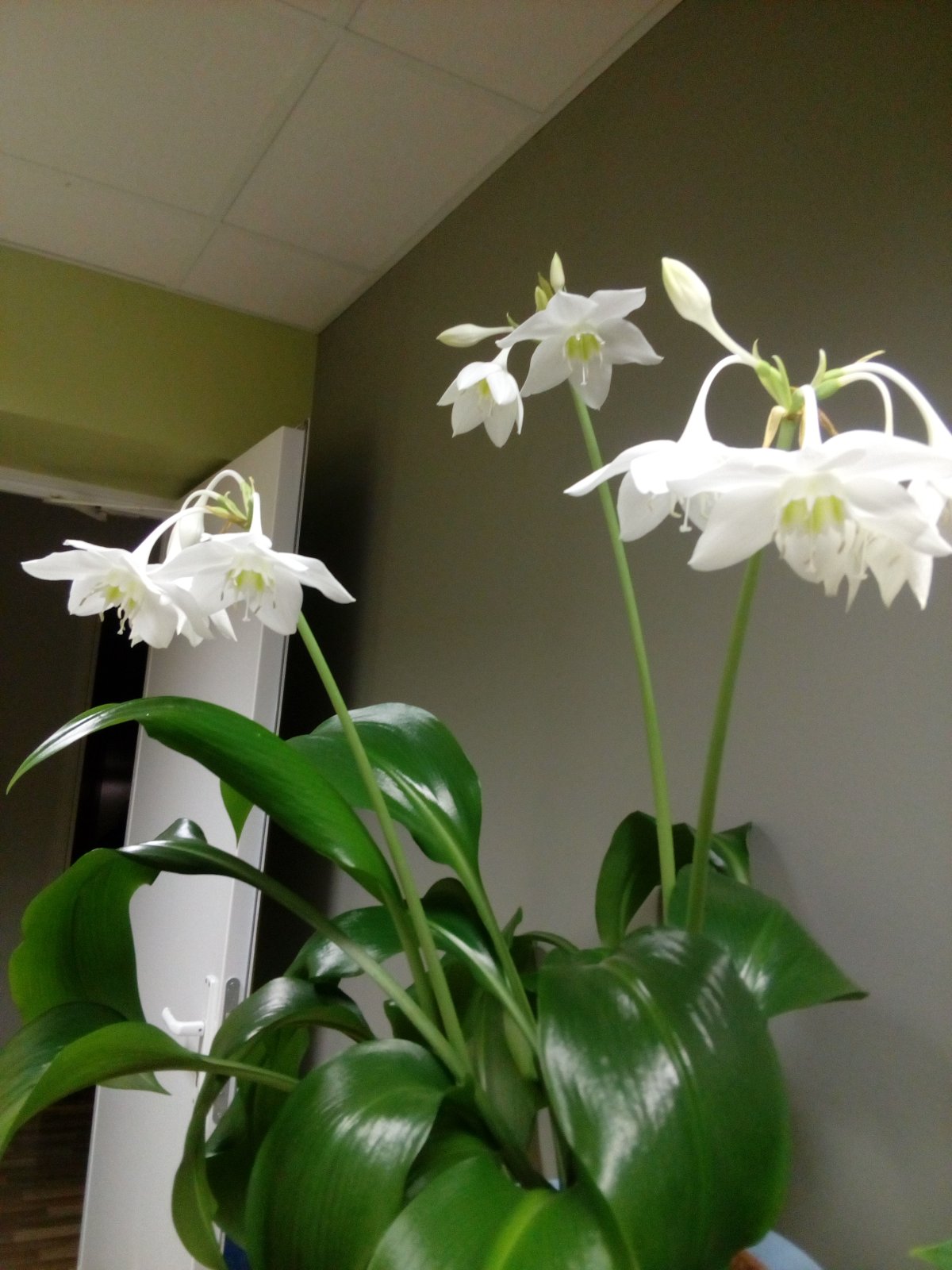 Эухарис grandiflora