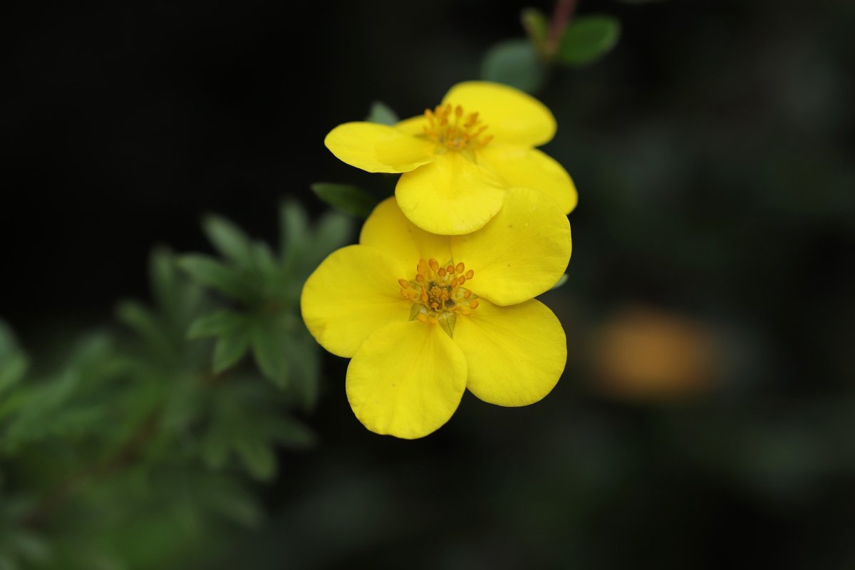 Лапчатка (Potentilla) кустарниковая Аннет
