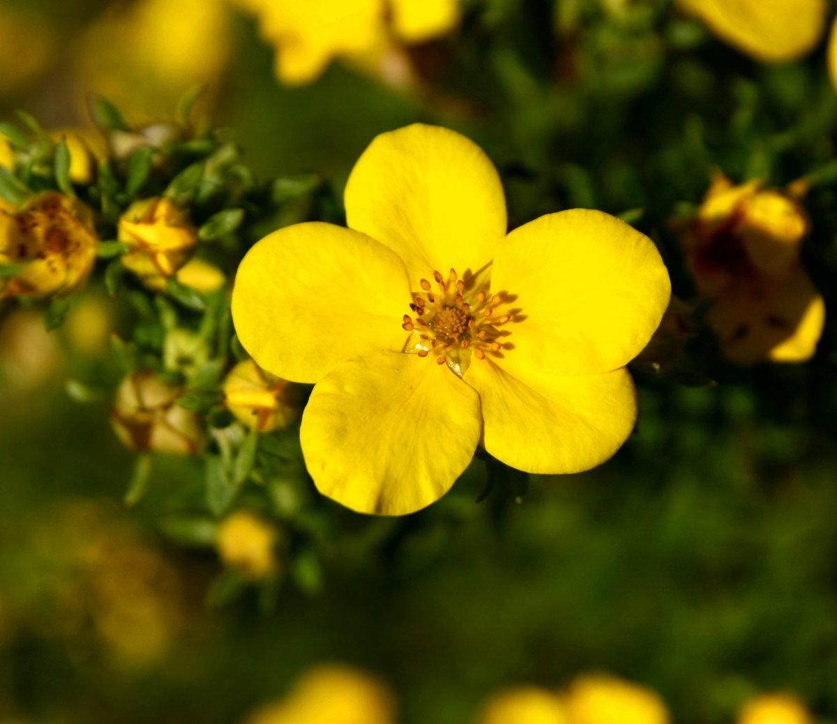 Лапчатка (dasiphora fruticosa