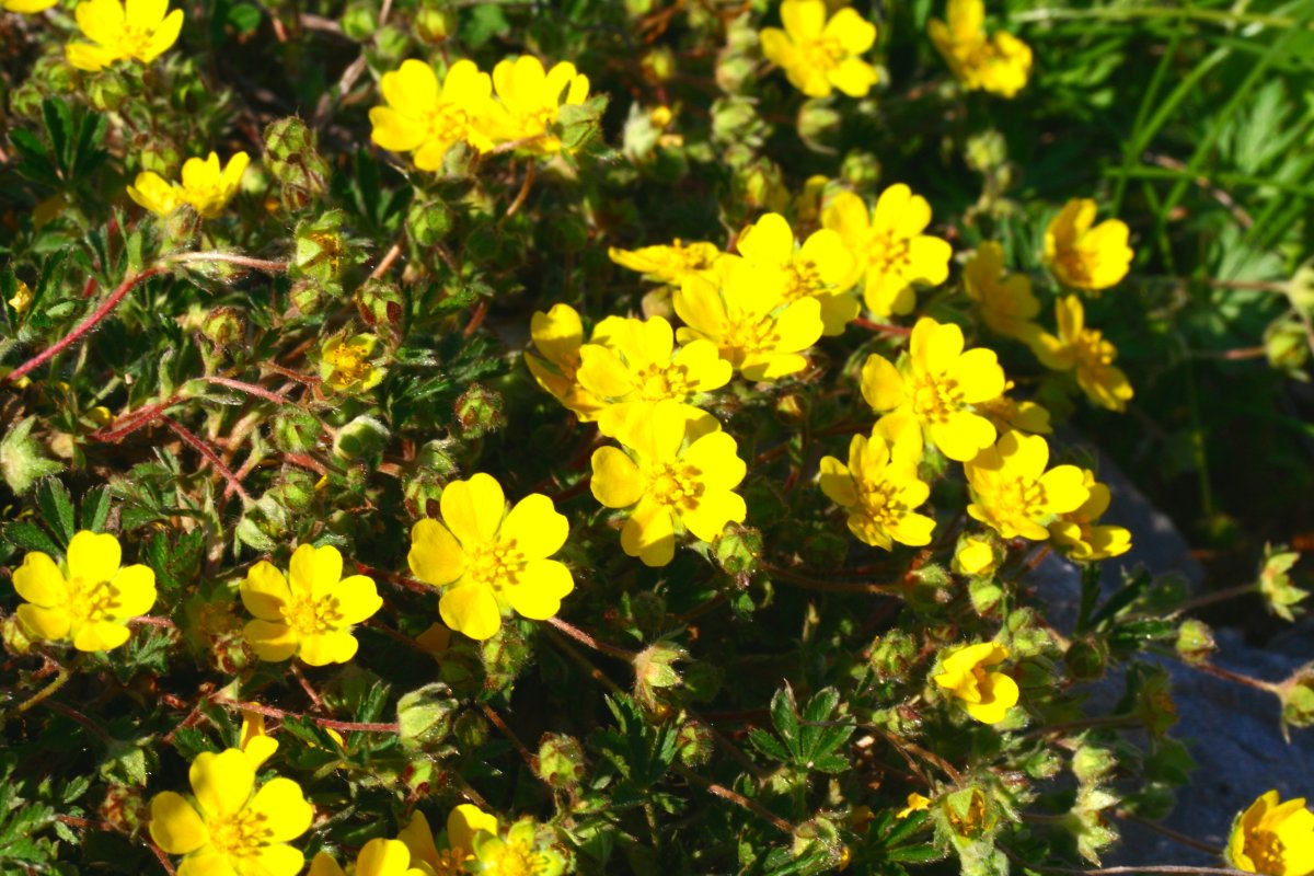 Лапчатка ползучая (Potentilla reptans)
