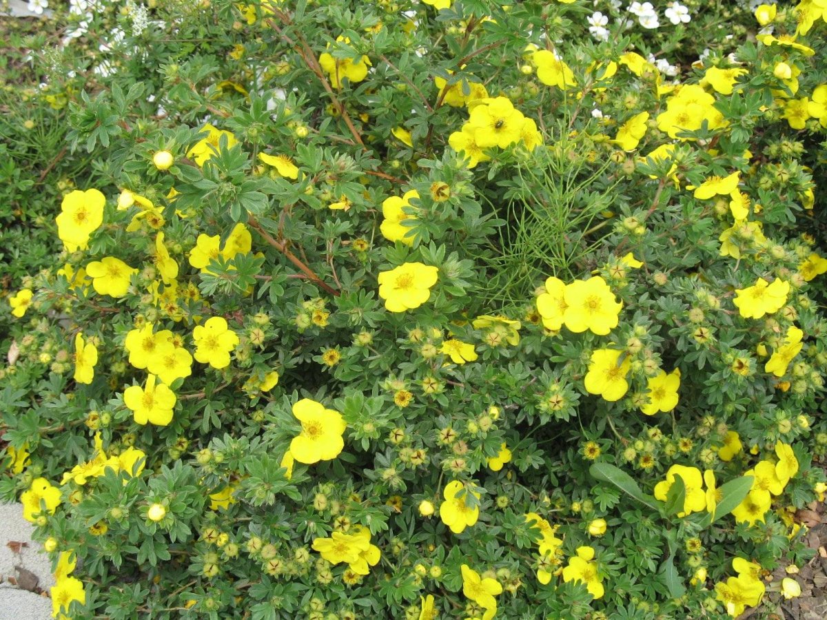 Лапчатка кустарниковая Potentilla fruticosa “Goldfinger”