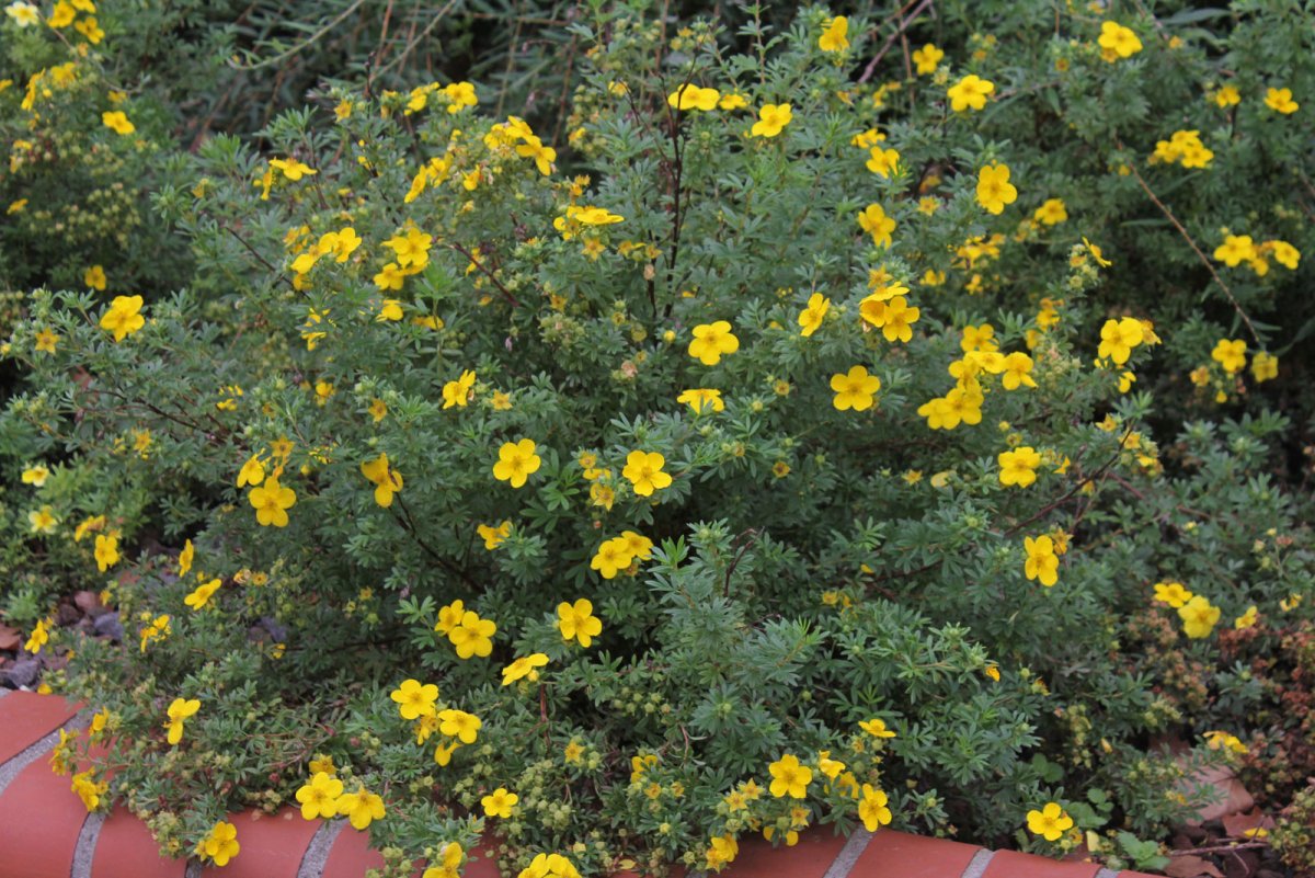 Лапчатка (dasiphora fruticosa