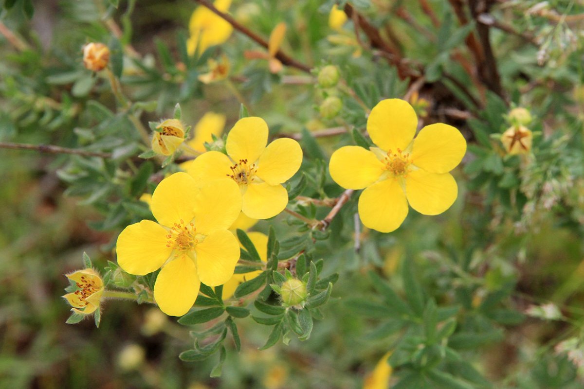 Пятилистник кустарниковый - dasiphora fruticosa