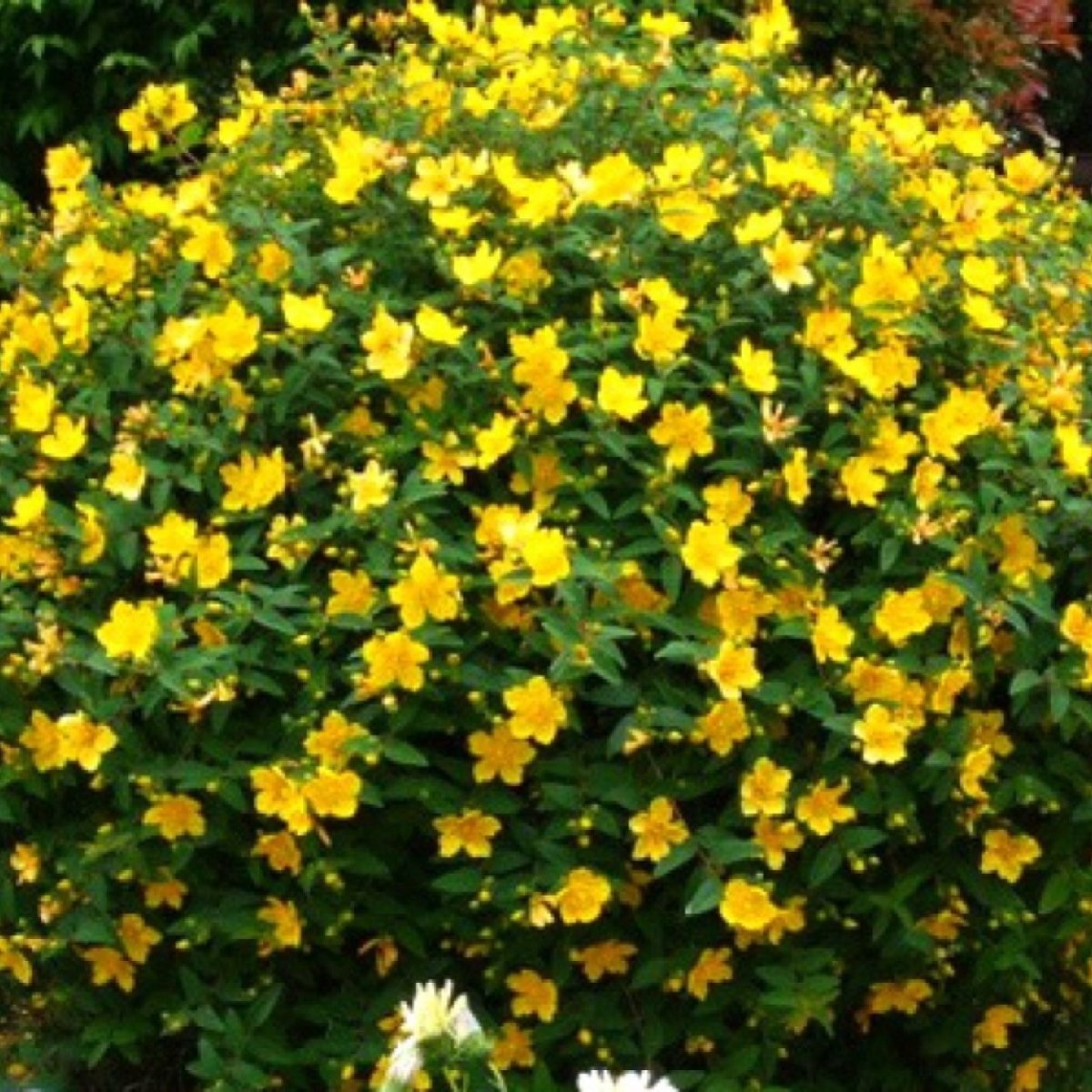 Зверобой кустарниковый Hidcote