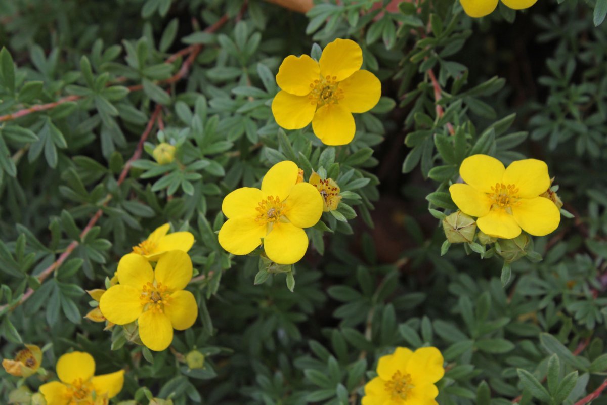 Dasiphora (Potentilla) fruticosa