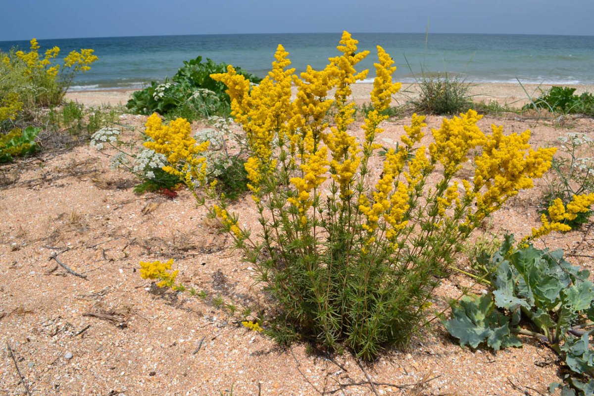 Galium Крым