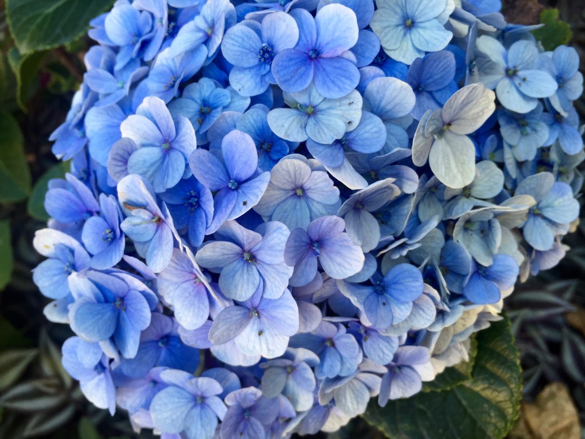 Синие круглые цветы