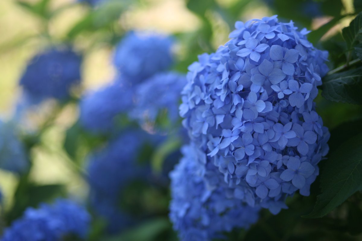 Hydrangea / Hydrangea / hortenzija Shakira