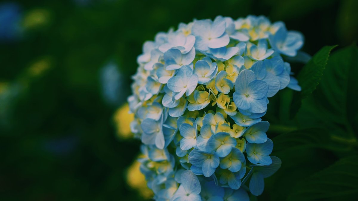 Гортензия желтая