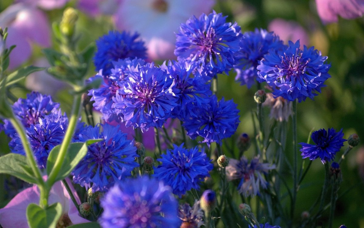 Blue Diadem Василек