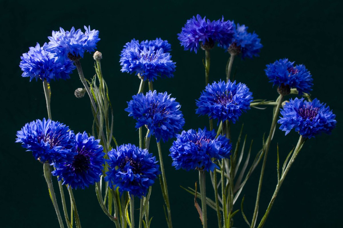 Василек синий (Centaurea cyanus)